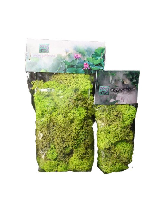 75g. Preserved Lichen