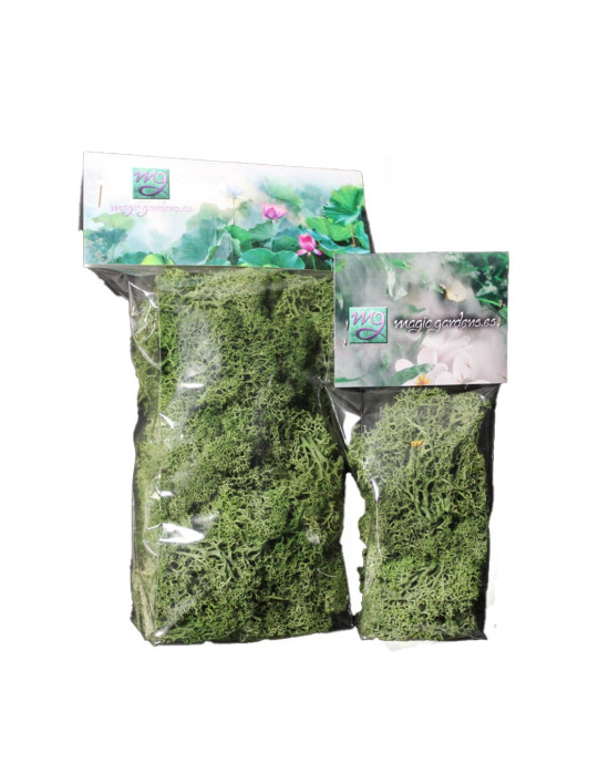 20g. Preserved Lichen