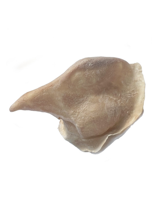 Latex Application Witch nose, hand made in Alemania for Senjo Color.