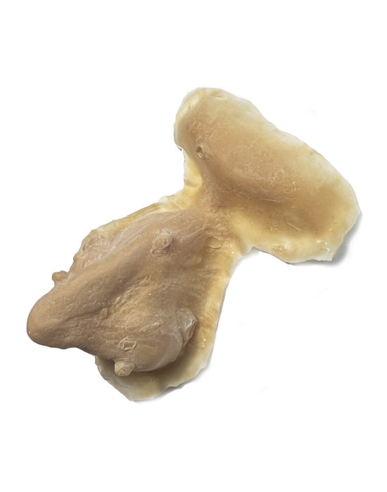 Latex Application Witch nose, hand made in Alemania for Senjo Color.